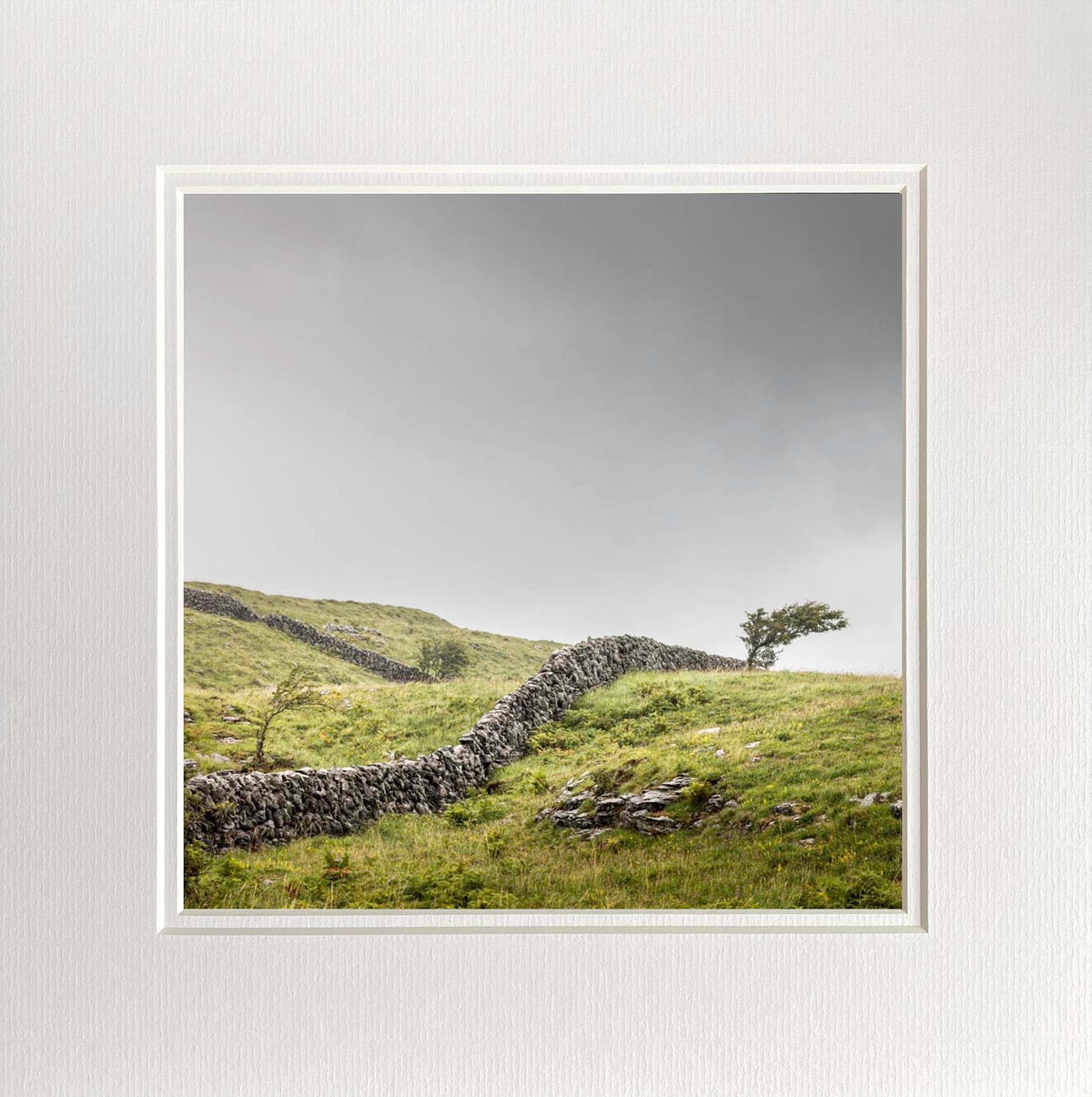 Lone Burren Tree Photo Print