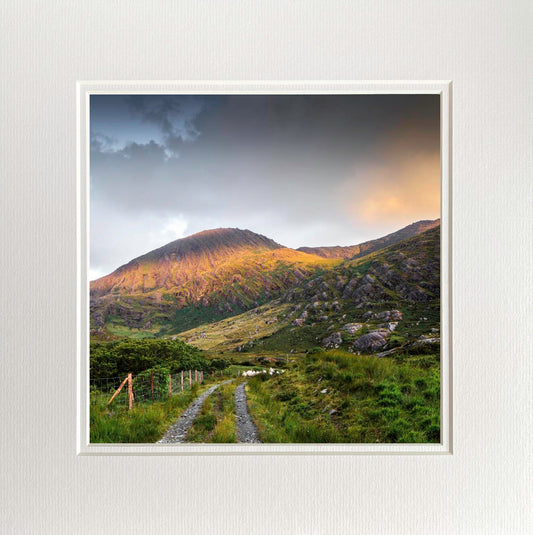 Beara Sheep Photo Print
